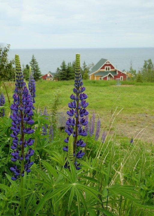 Cove Point Lodge Beaver Bay 外观 照片